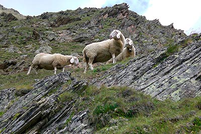 Pecore al maso Patleid
